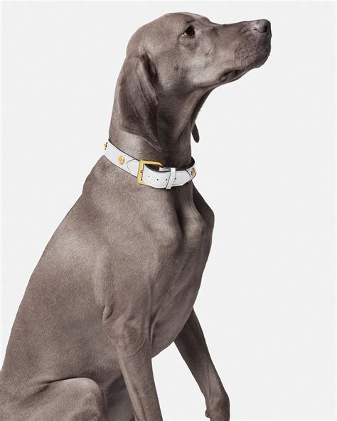 Versace Large Icon Pet Collar 